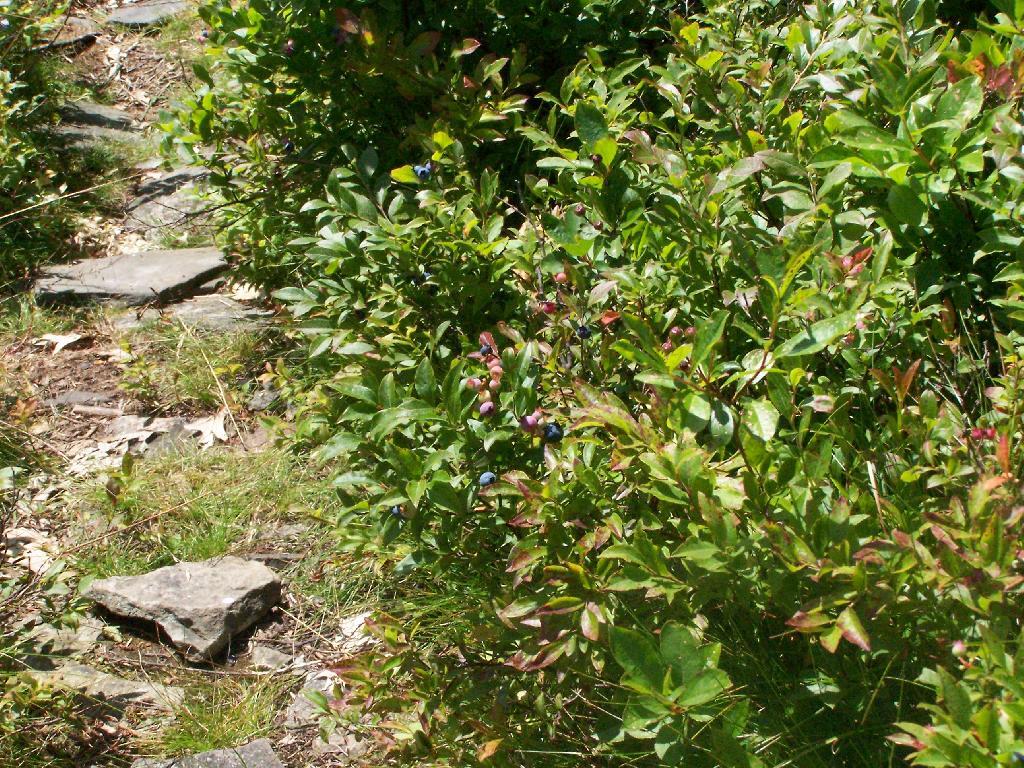 Photo: Blueberries Along the Trail Photo: Blueberries Along the Trail