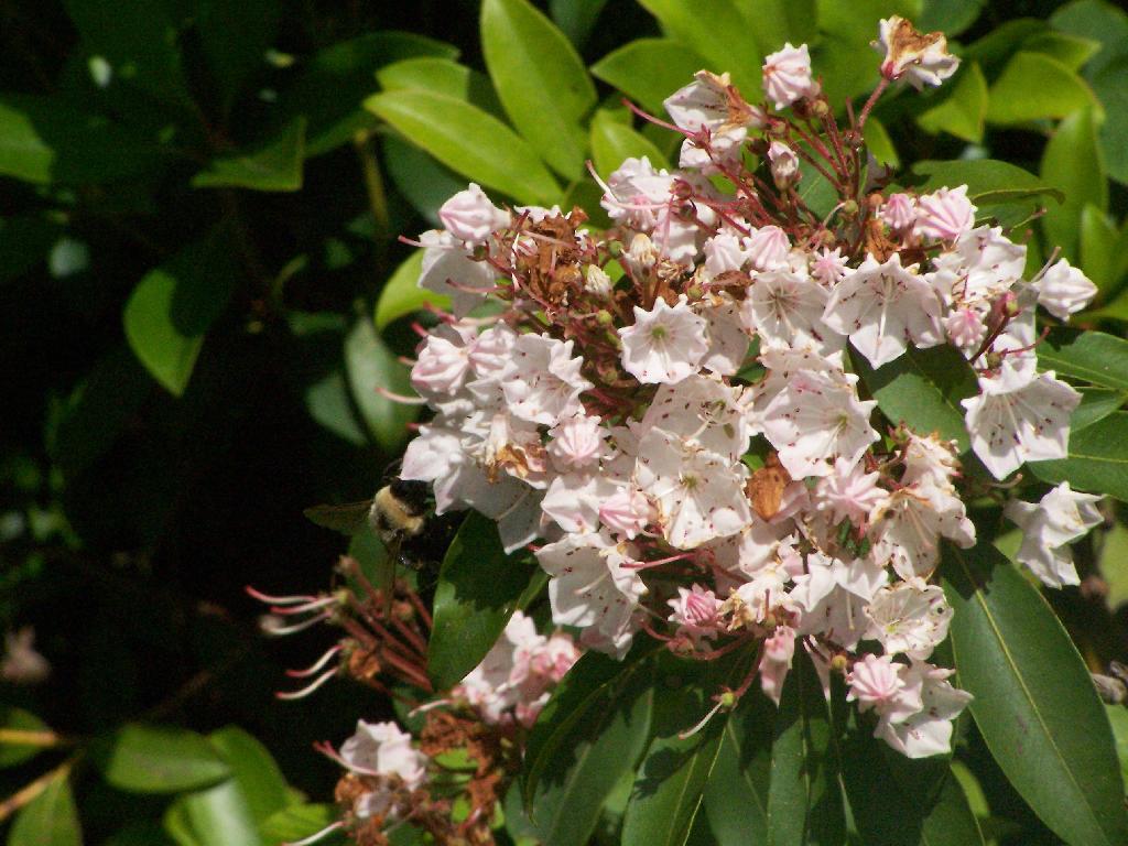 Photo: Flowers Photo: Flowers