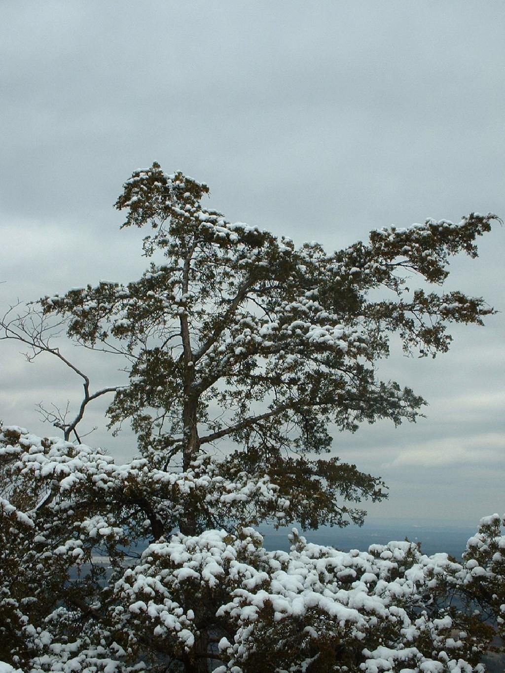 Photo: Tree with Snow