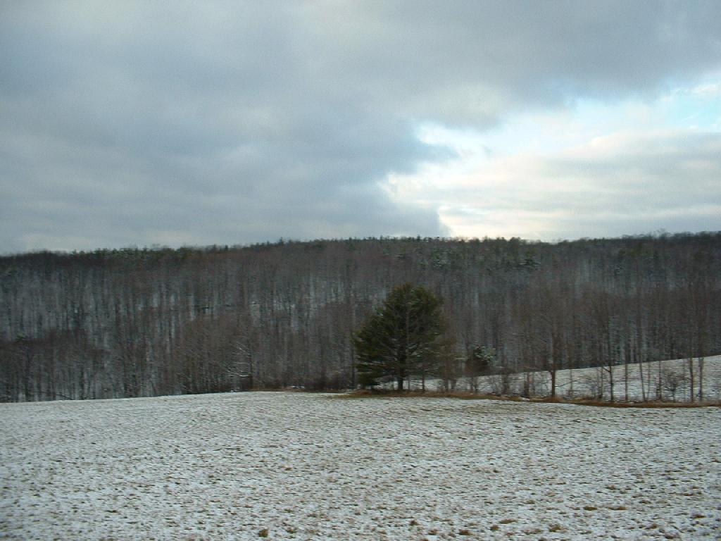 Photo: Irish Hill Forest