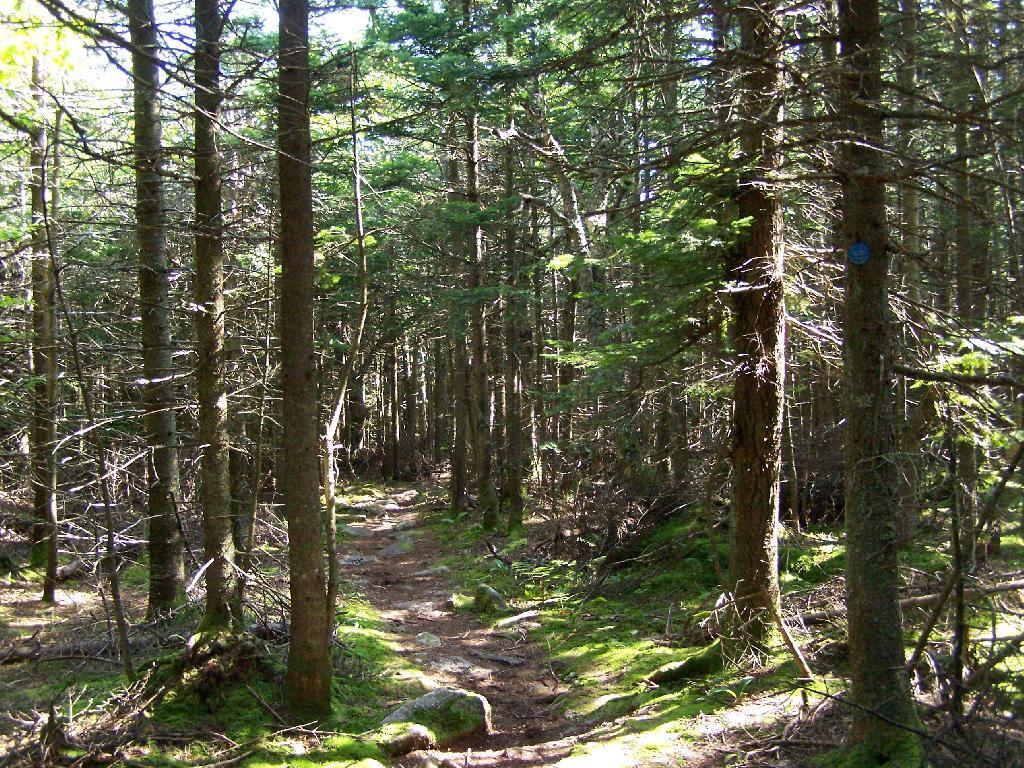 Photo: Borreal Forest