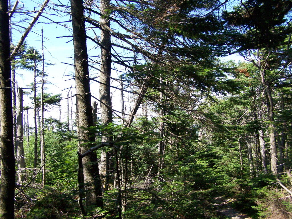 Photo: Trail Passes Wetlands