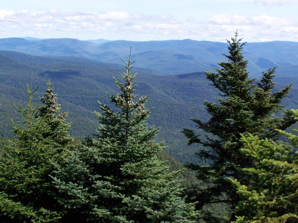 Photo: Trees and Mountains