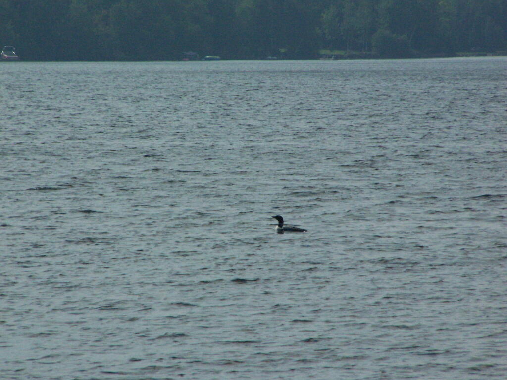 Photo: Loon