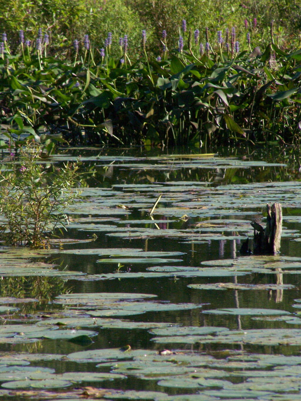 Photo: Pond's Edge
