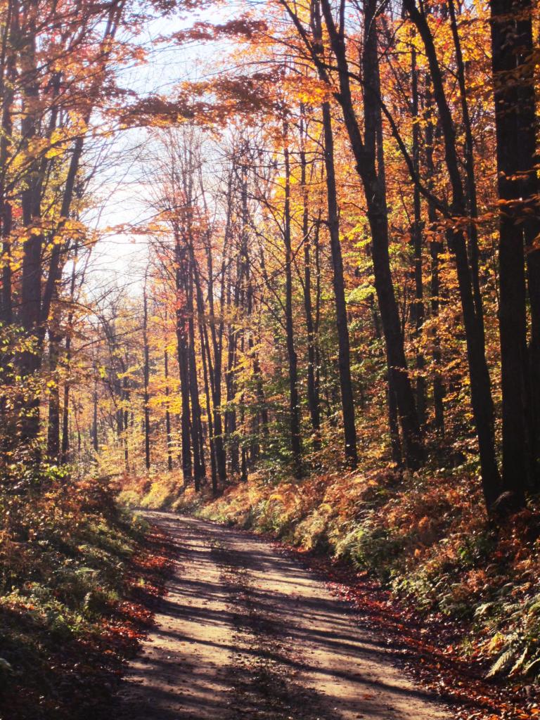 Photo: Fall Morning Along the Gurling Run