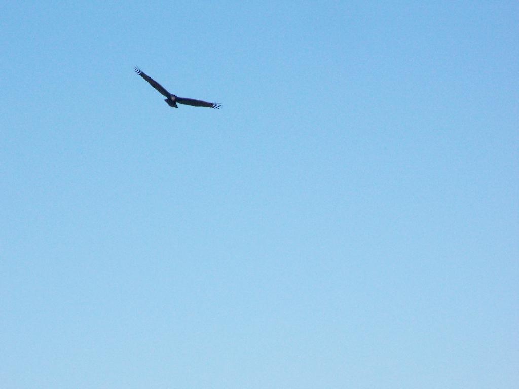Photo: Turkey Vulture
