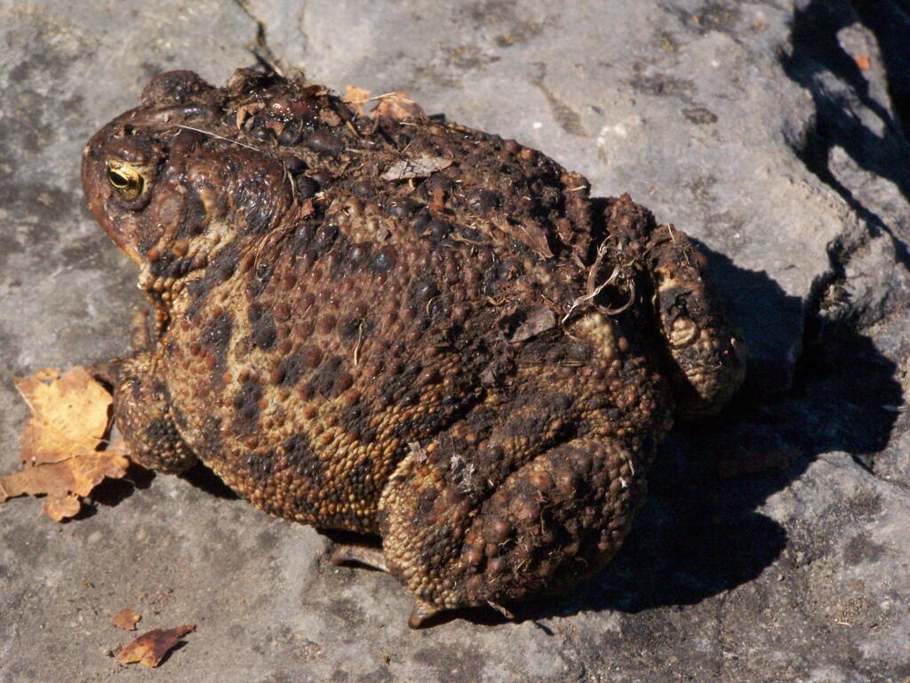 Photo: Toads