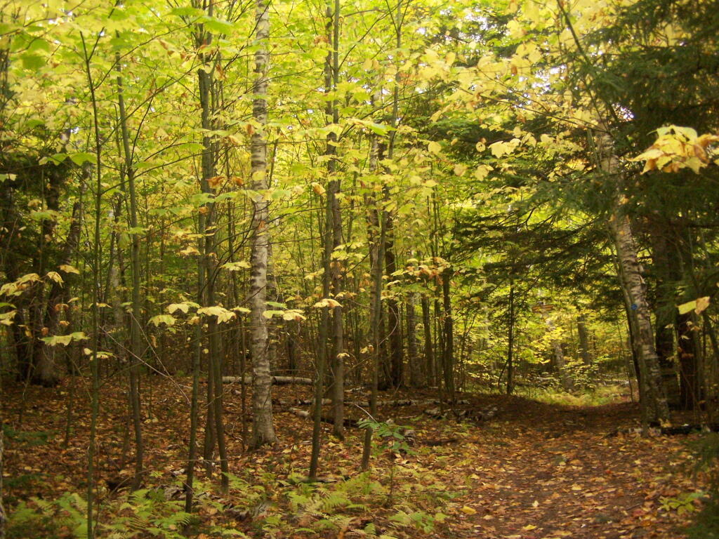 Photo: Old Woods Road