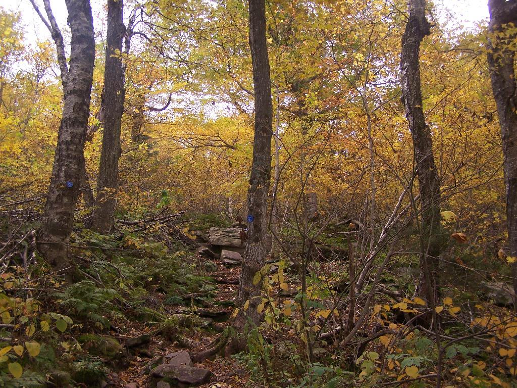 Photo: Trail Steepens