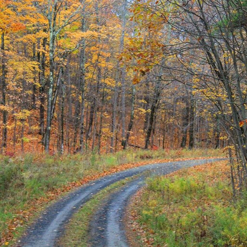 Photo: Pheasant Truck Trail