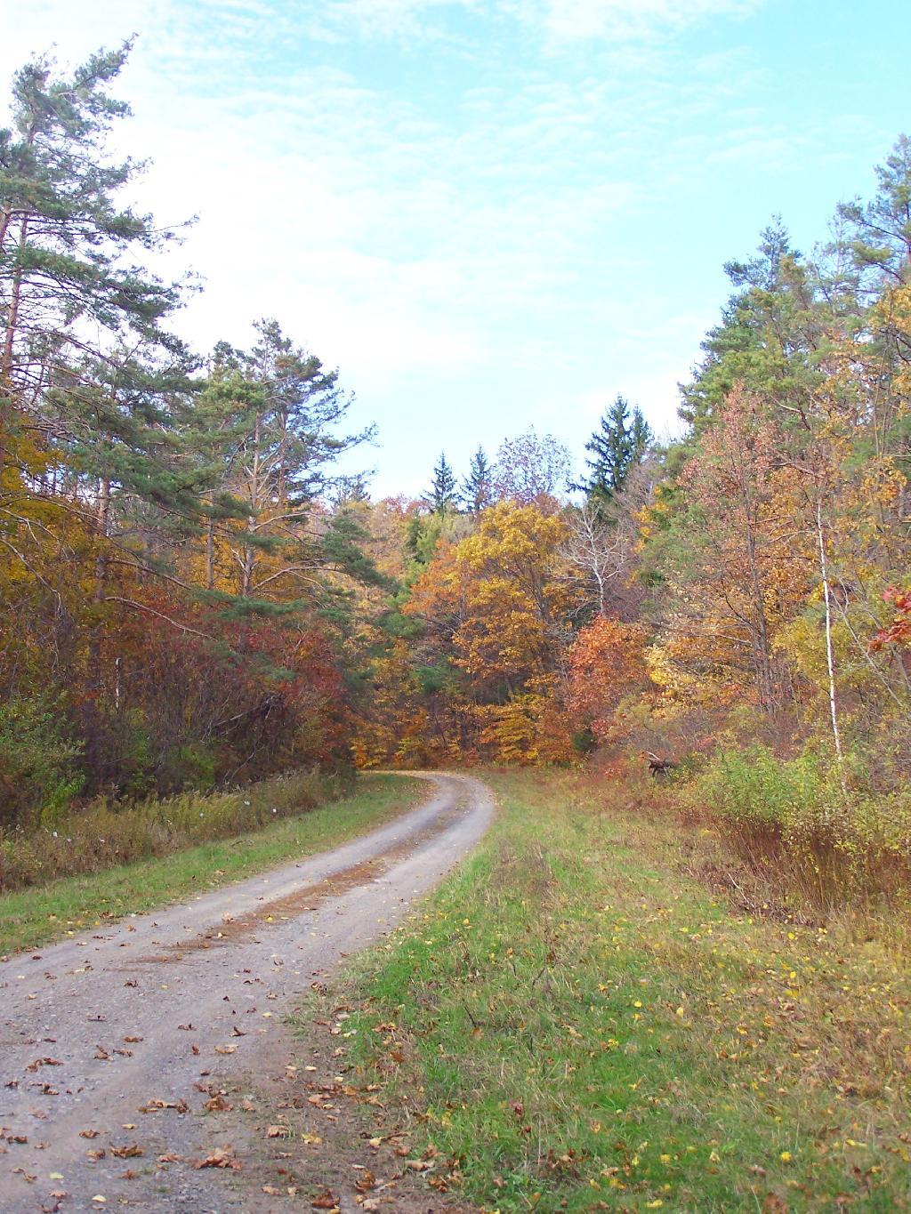 Photo: Curve on Peasant Truck Trail