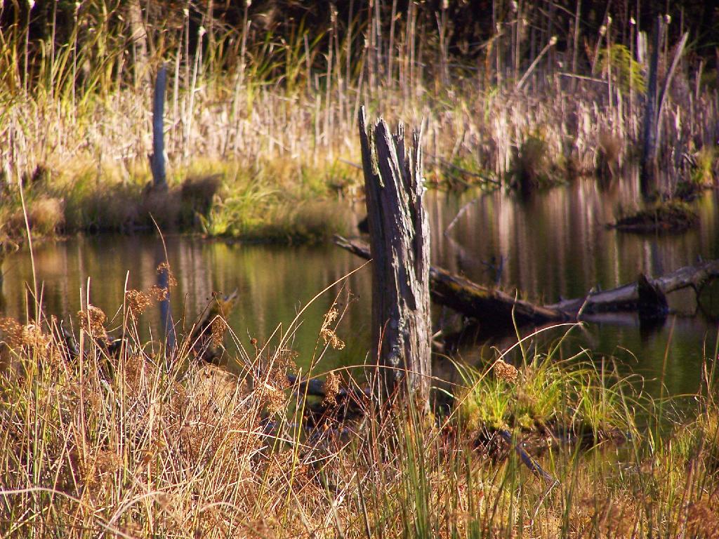 Photo: Wetlands