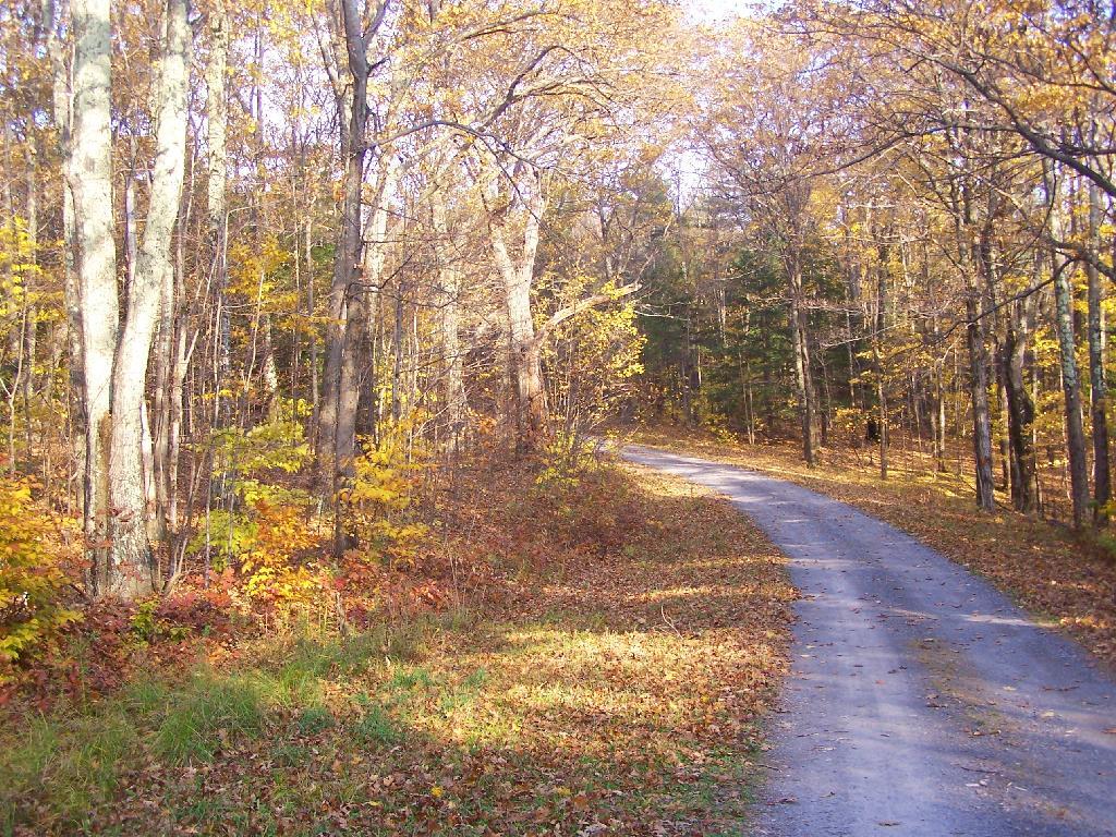 Photo: Along Pheasant Truck Trail