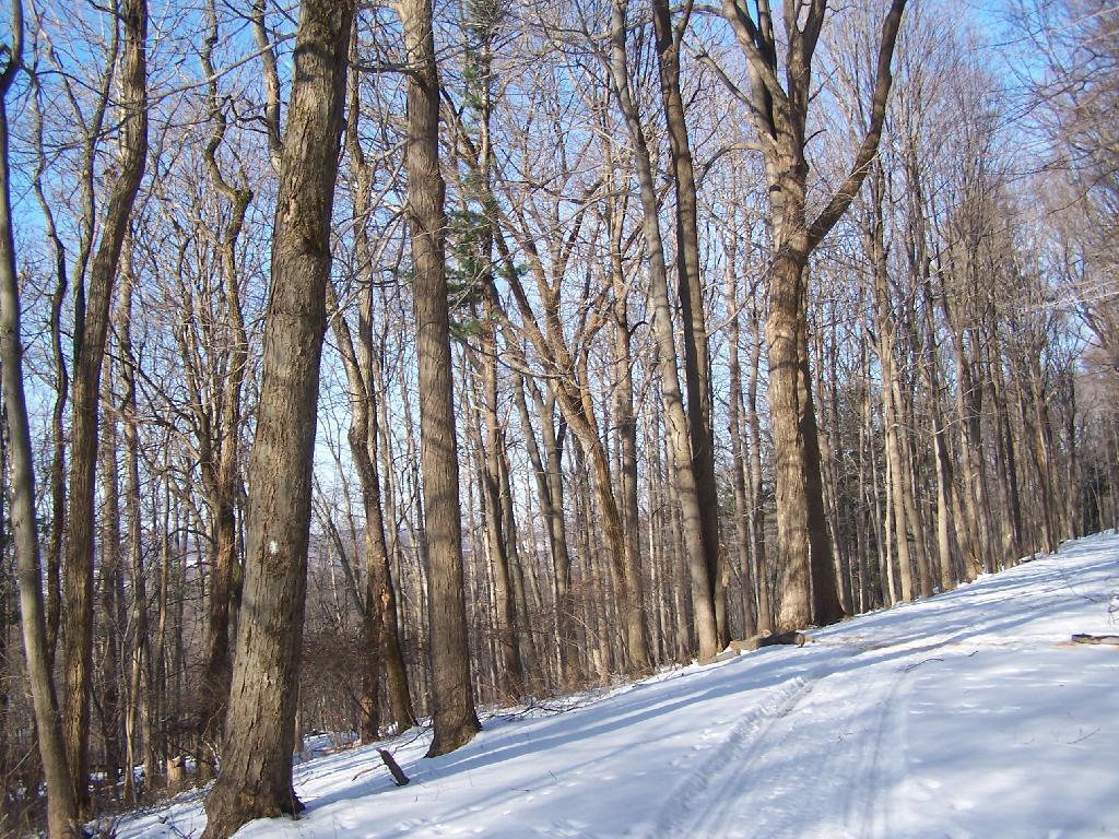 Photo: North on South Taconic Trail