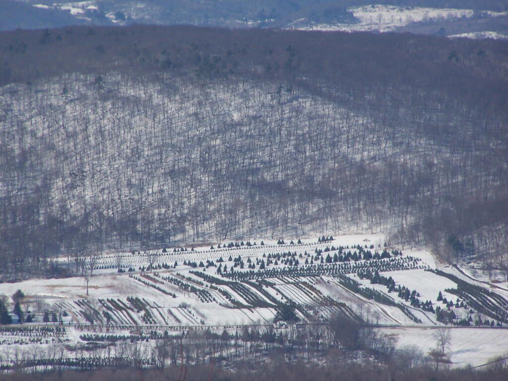 Photo: Christmas Tree Farm