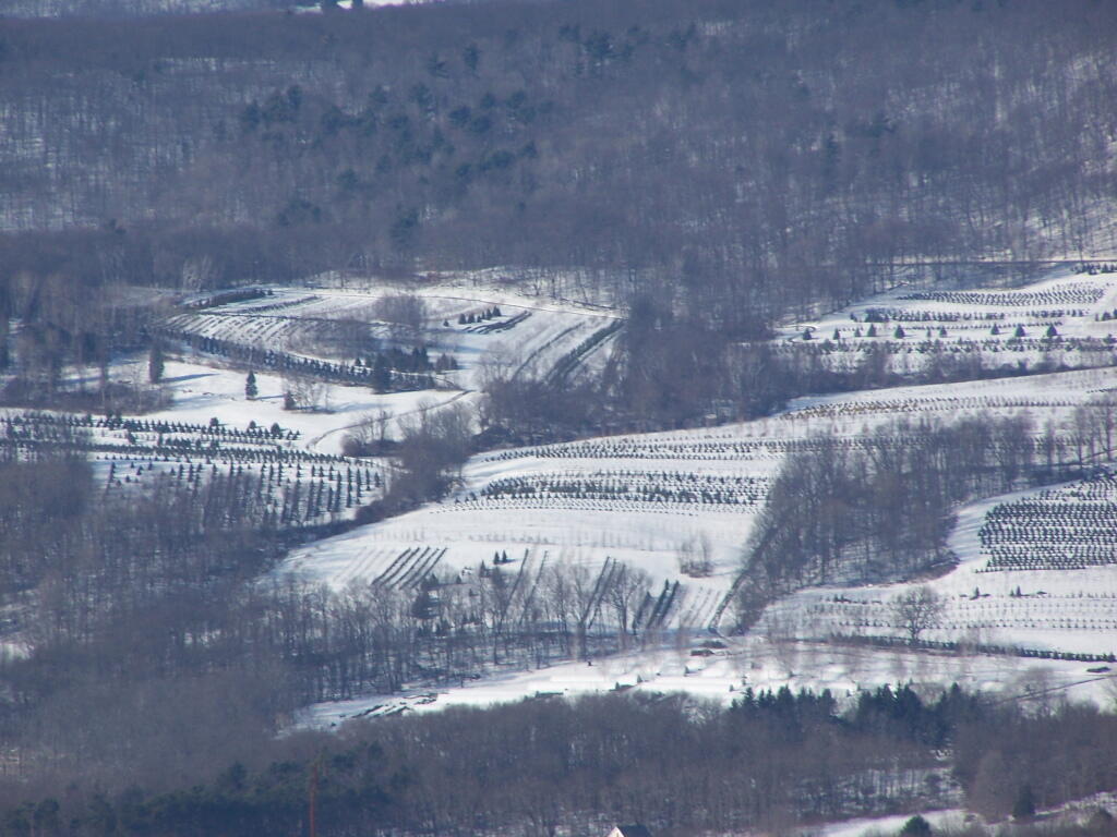 Photo: Orchards Photo: Orchards