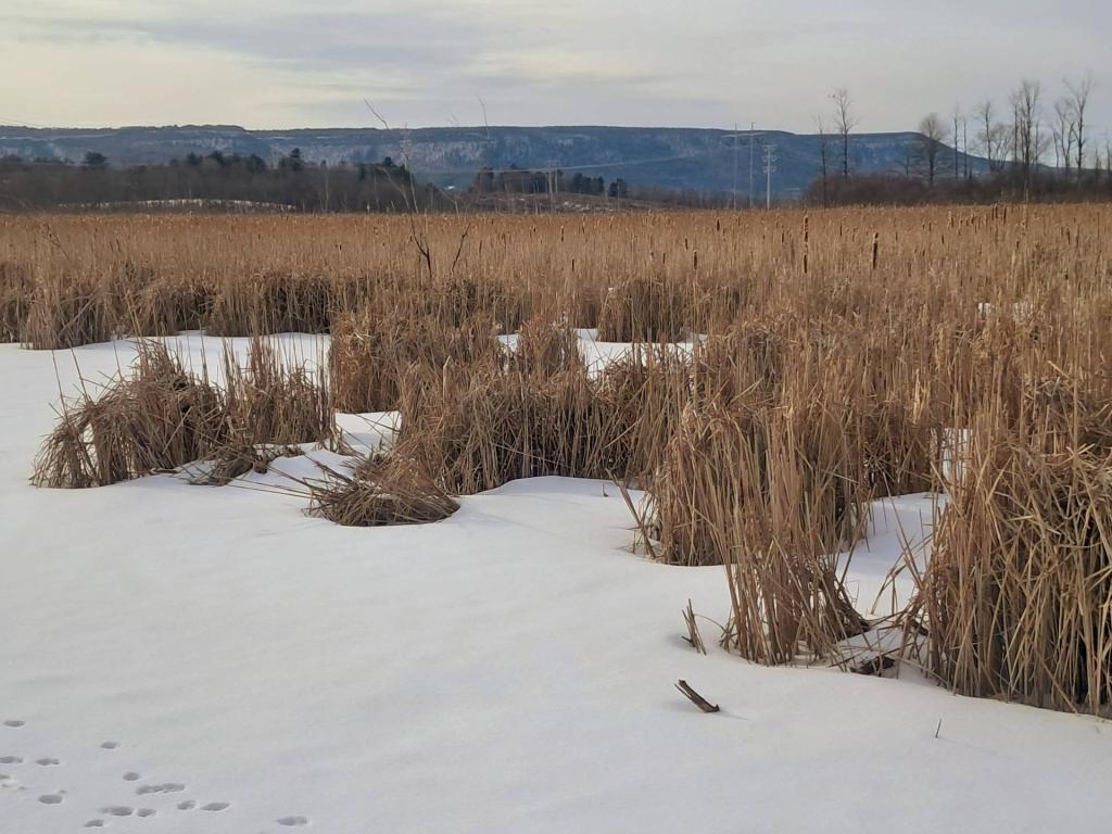 Photo: Frozen Black Creek