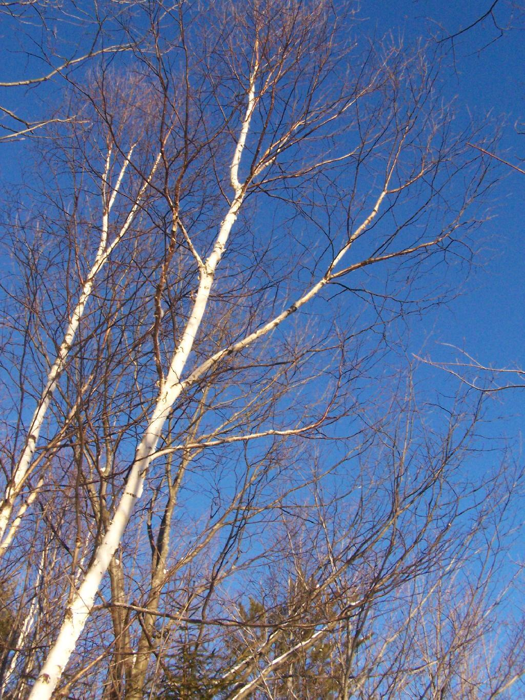 Photo: Birch Tree