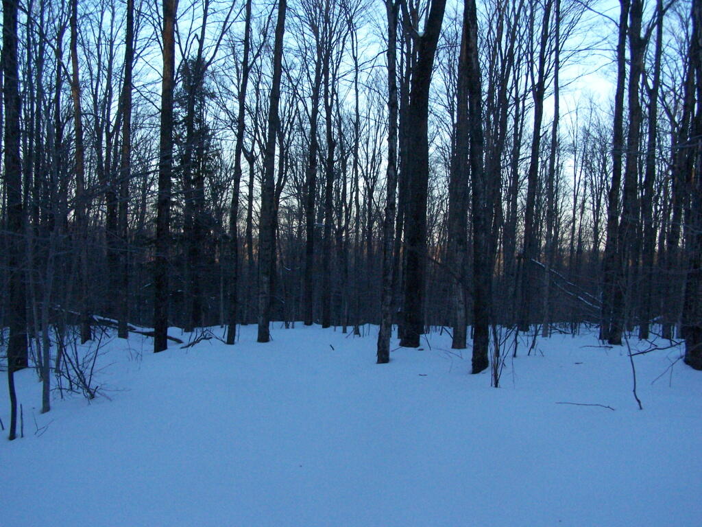 Photo: Dark Woods