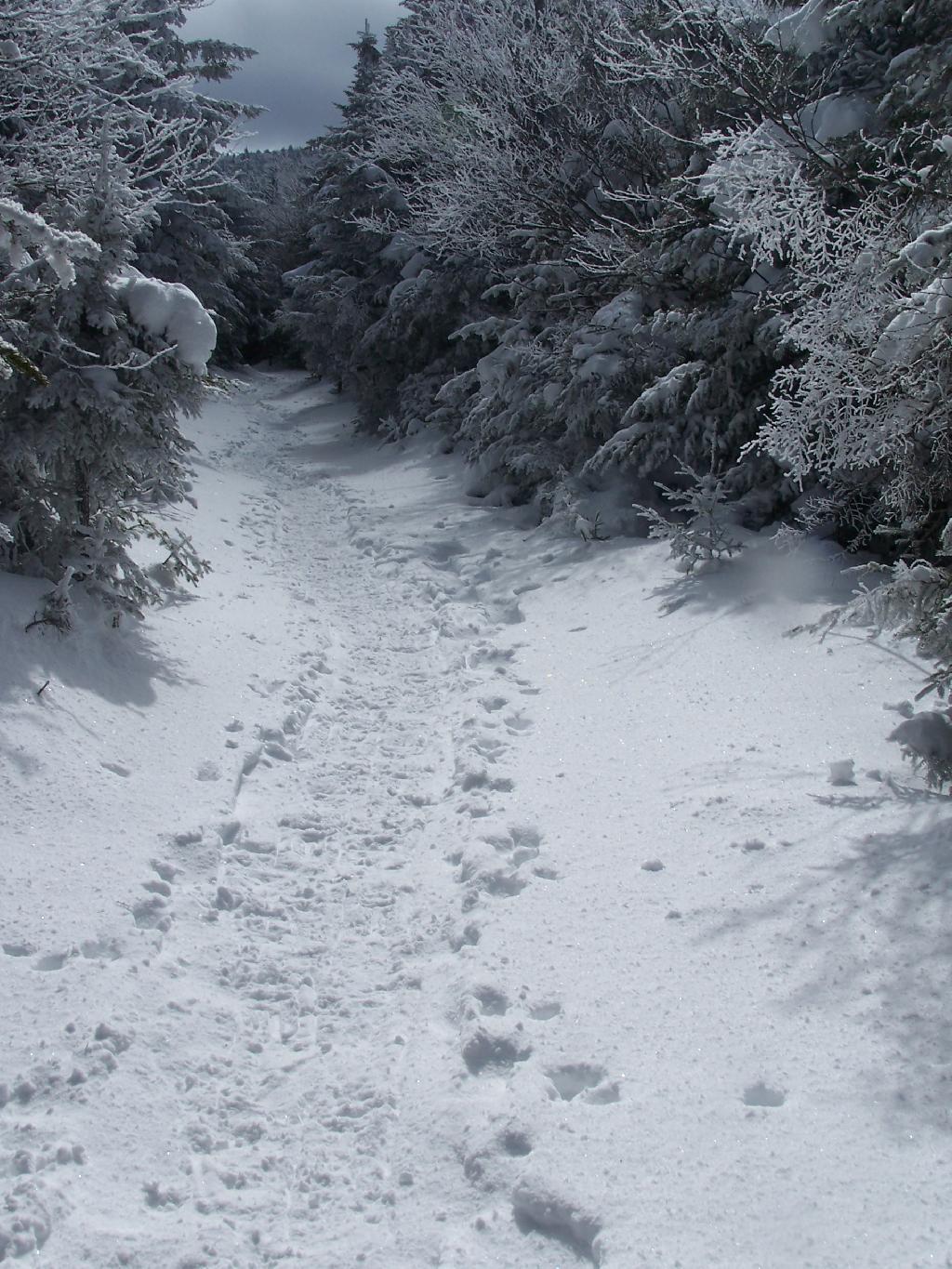 Photo: Flat Section of Trail