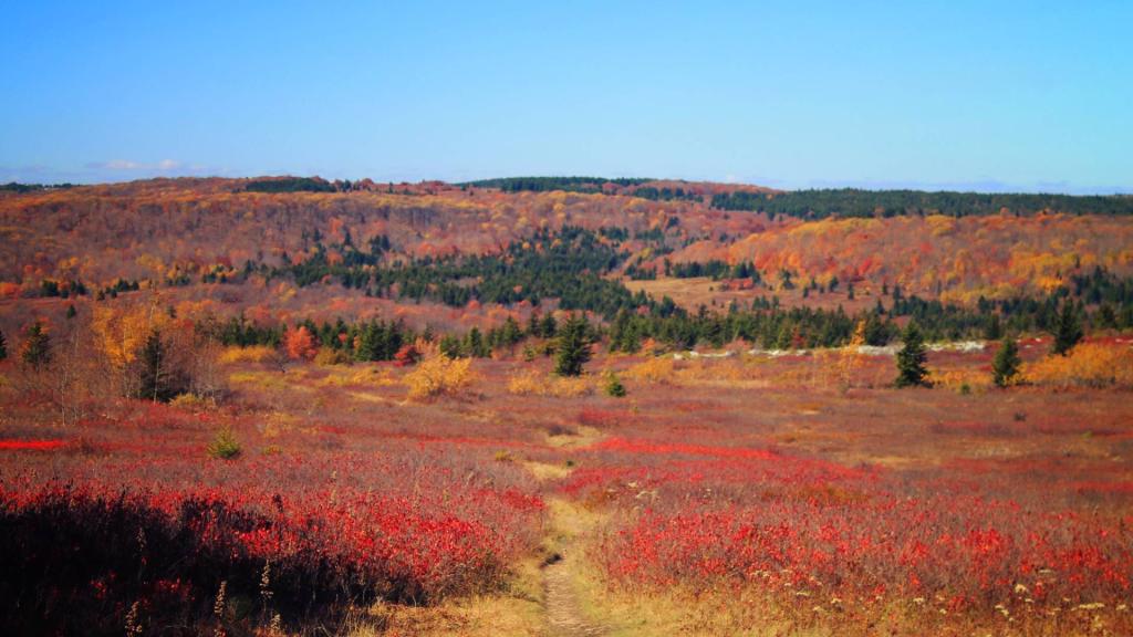 Photo: Dolly Sods