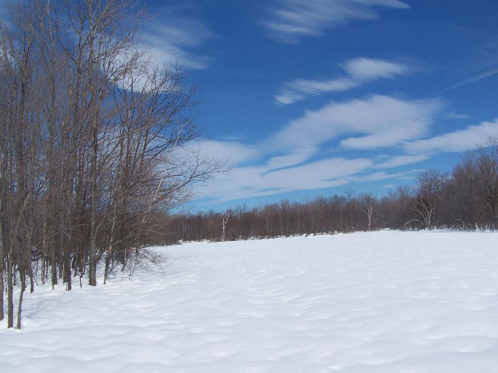 Photo: Sunny White Field