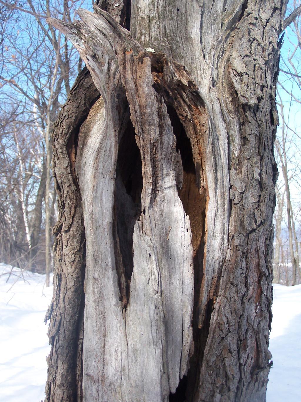 Photo: Tree