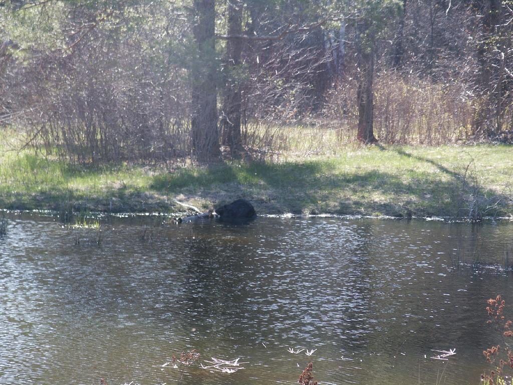 Photo: Beaver Chewing on Wood