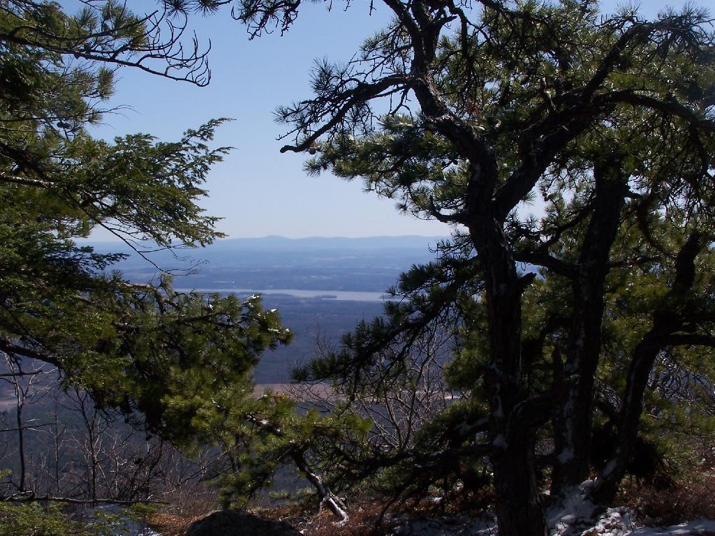 Photo: East Through the Trees