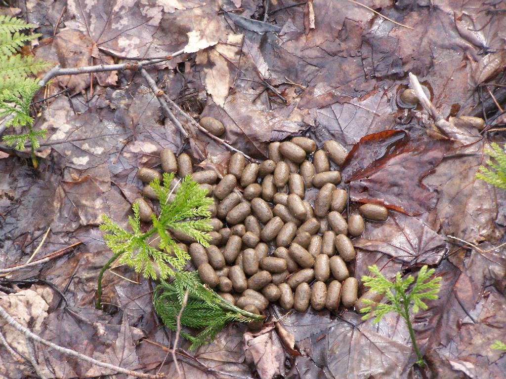Photo: Deer Droppings