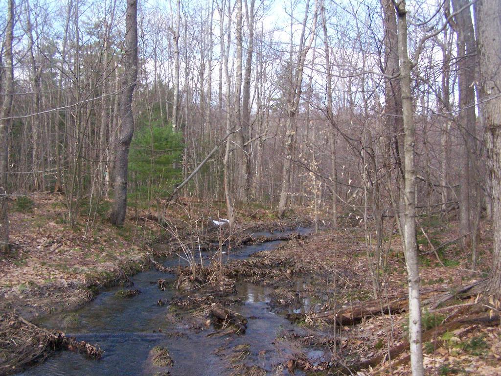 Photo: Headwaters of Cole Brook