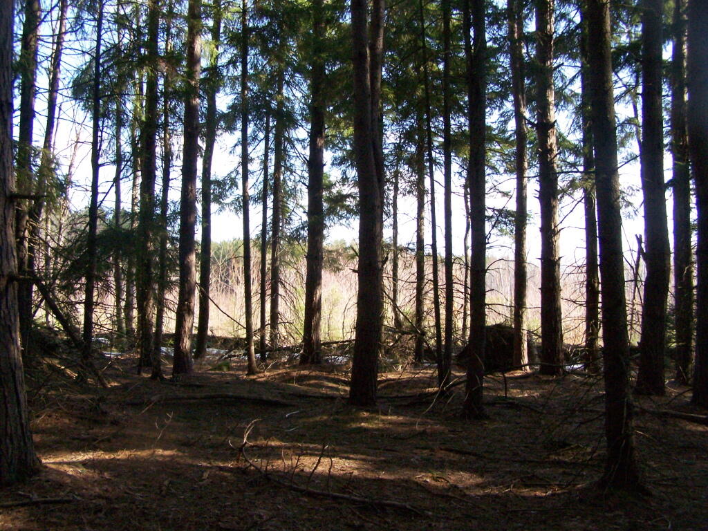 Photo: Towards the Clear Cuts Scrubland