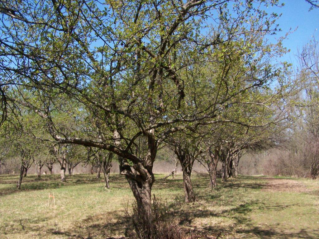 Photo: Apple Trees