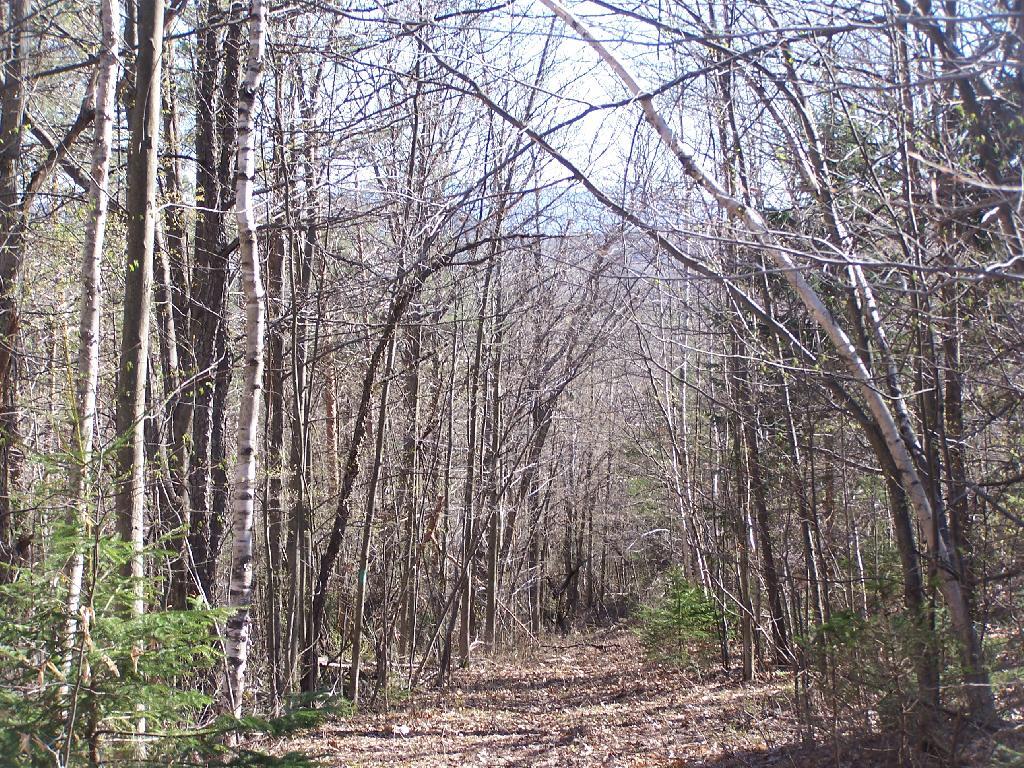 Photo: Long Path Down Old Road