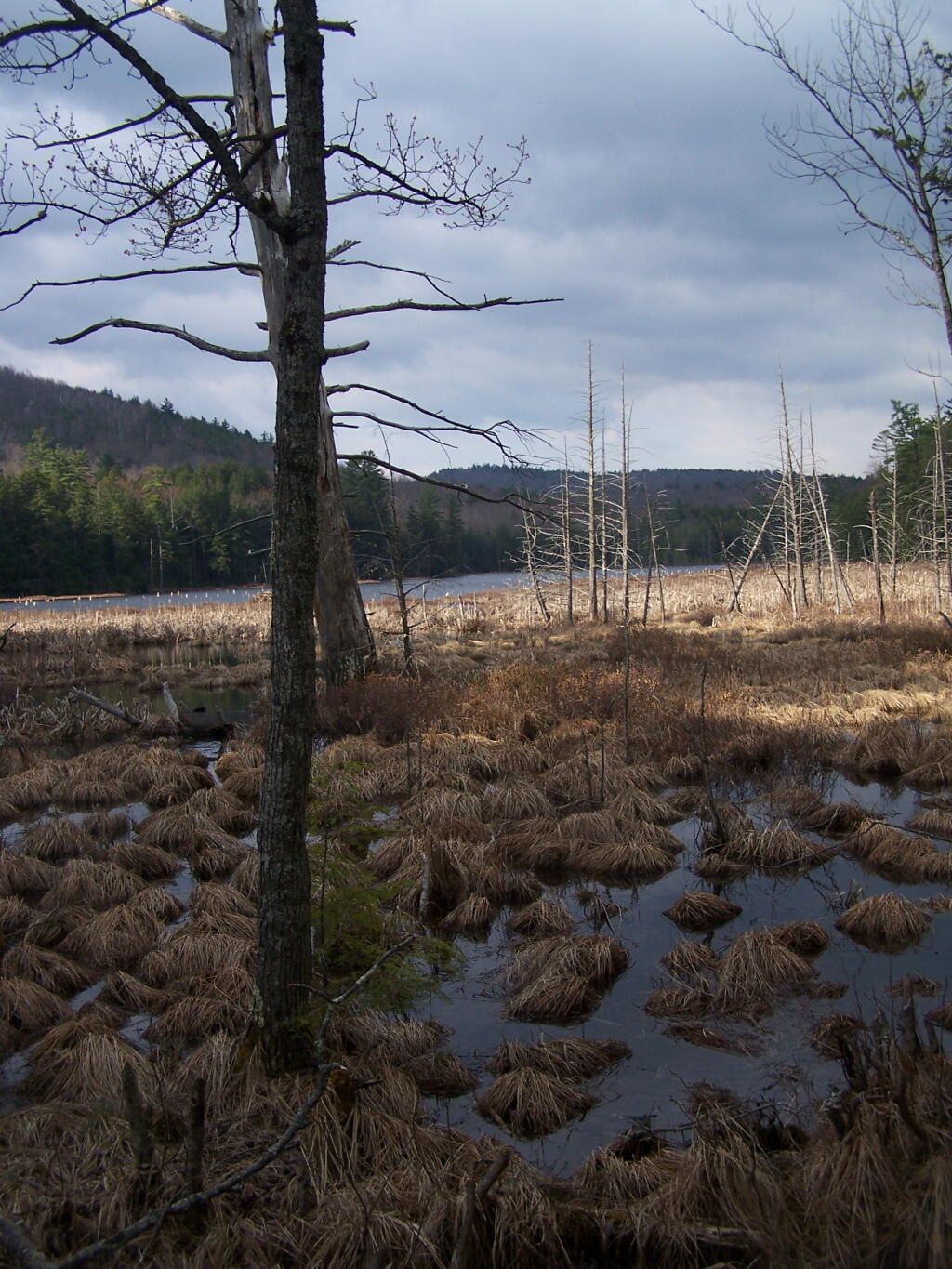 Photo: Across Alder Pond