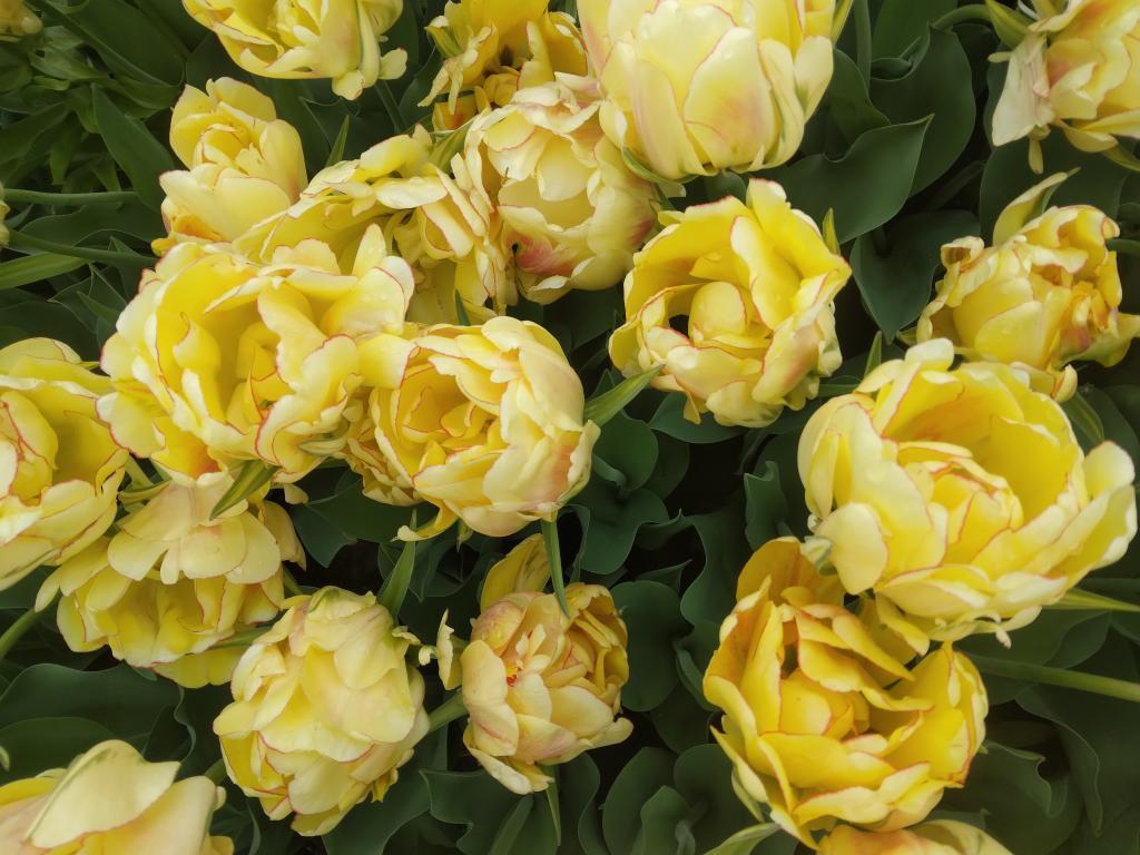 Photo: Yellows