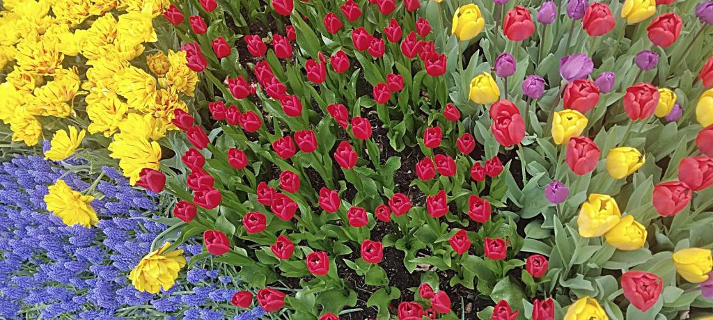Photo: Beds of color