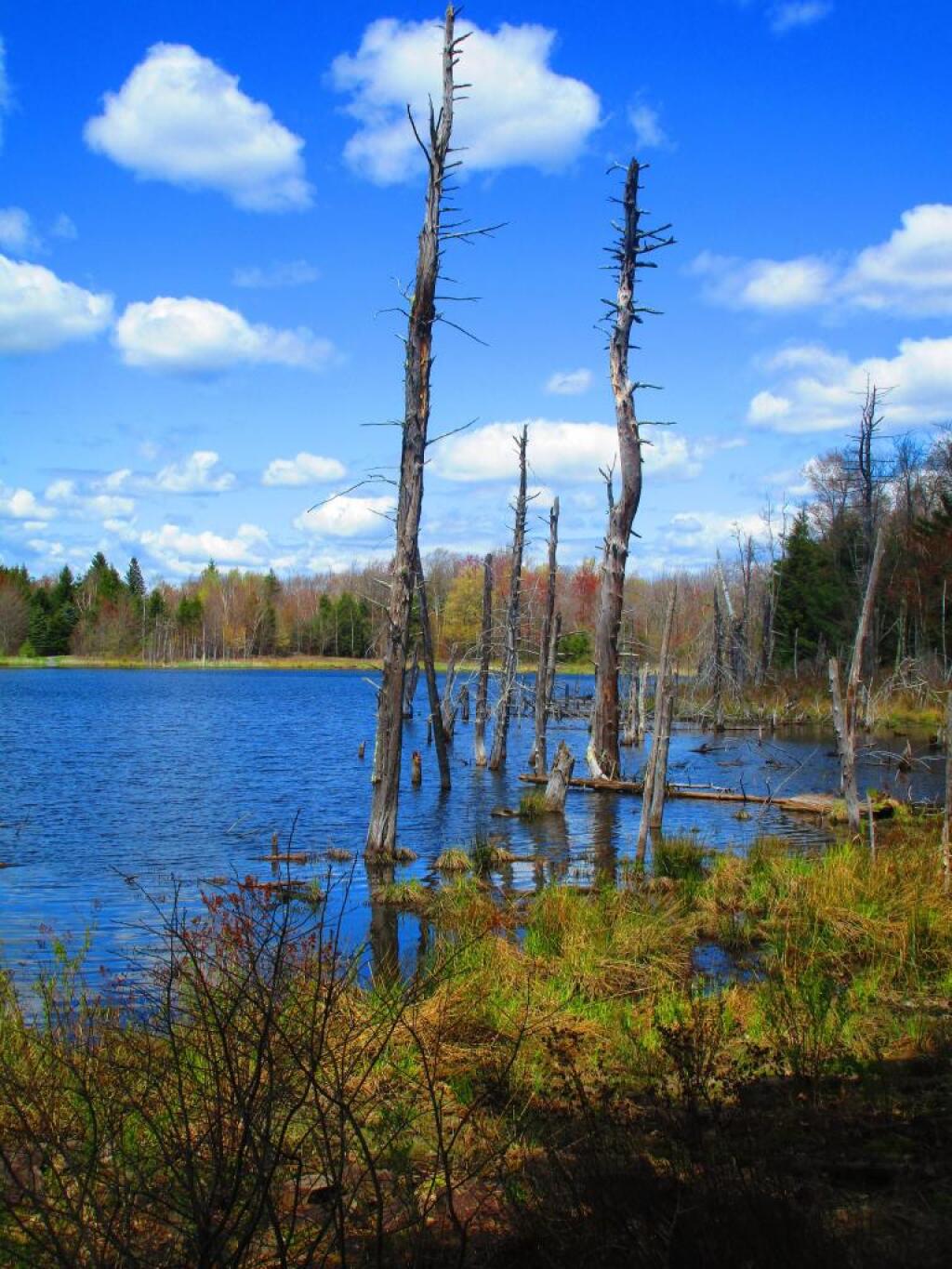 Photo: Sunny spring afternoon at Looking Glass Pond