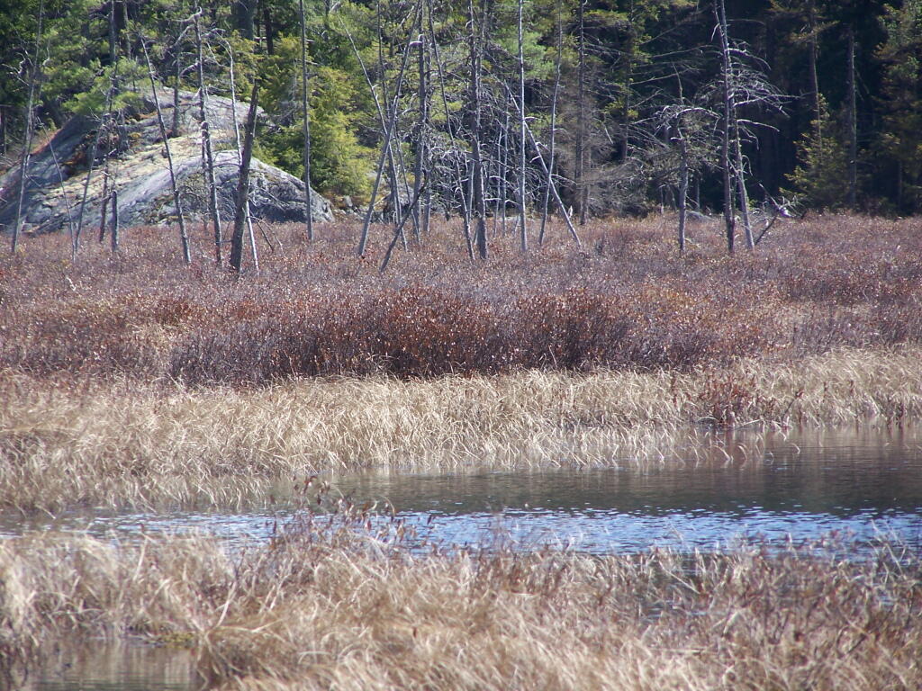 Photo: Marshlands