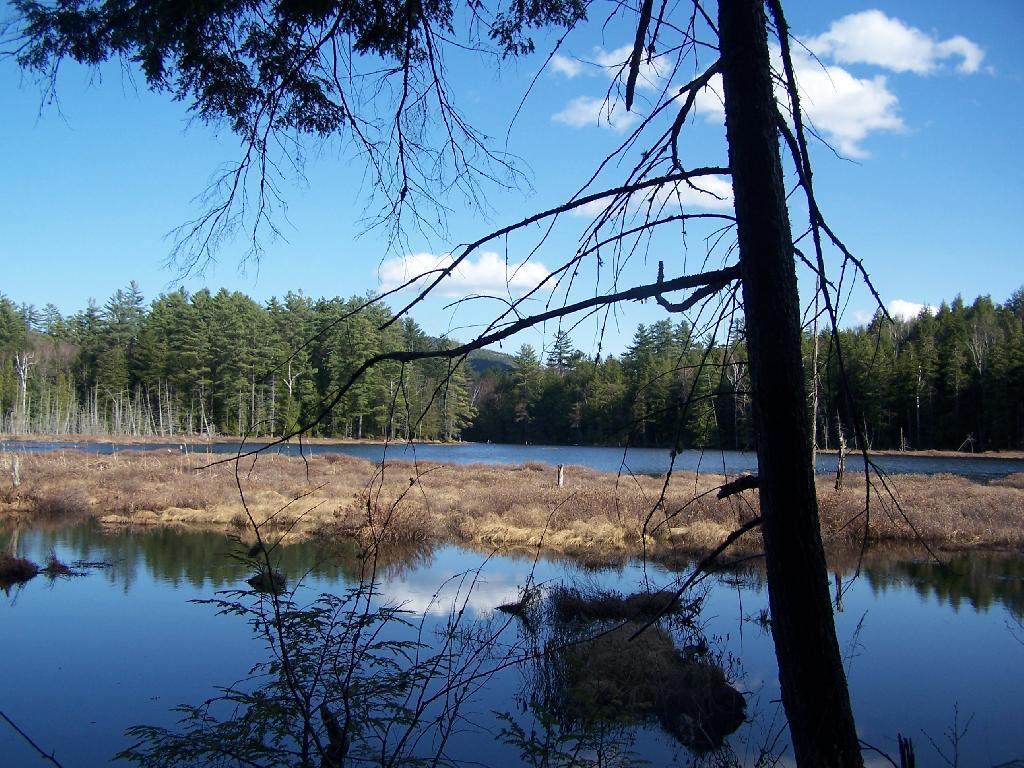 Photo: Alder Pond