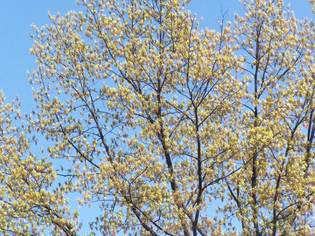 Photo: Springtime on a Tree