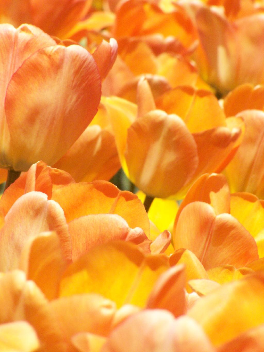 Photo: Orange