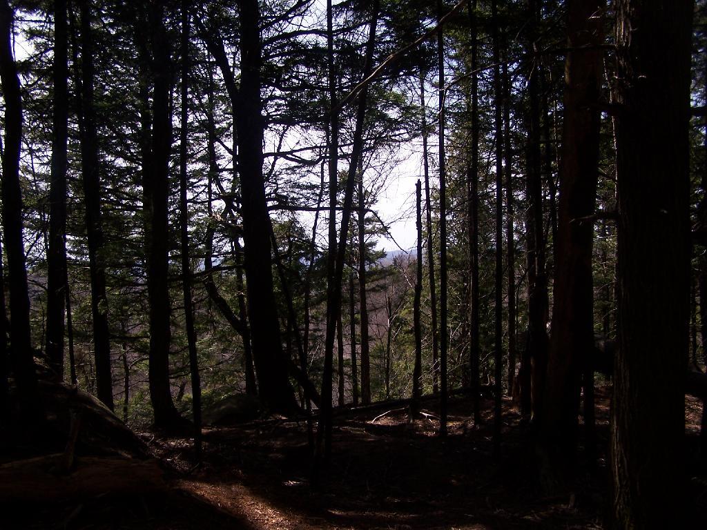 Photo: Woods on Top the Cliffs