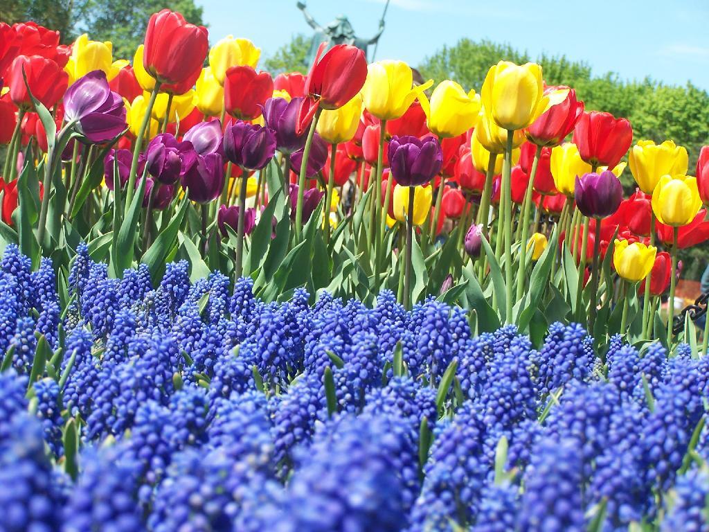 Photo: Tulips and Moses