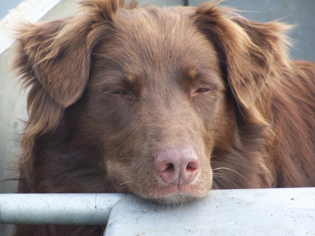 Photo: Tired Dog