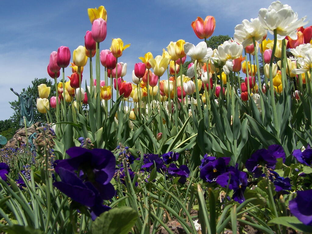 Photo: Tulip Bed