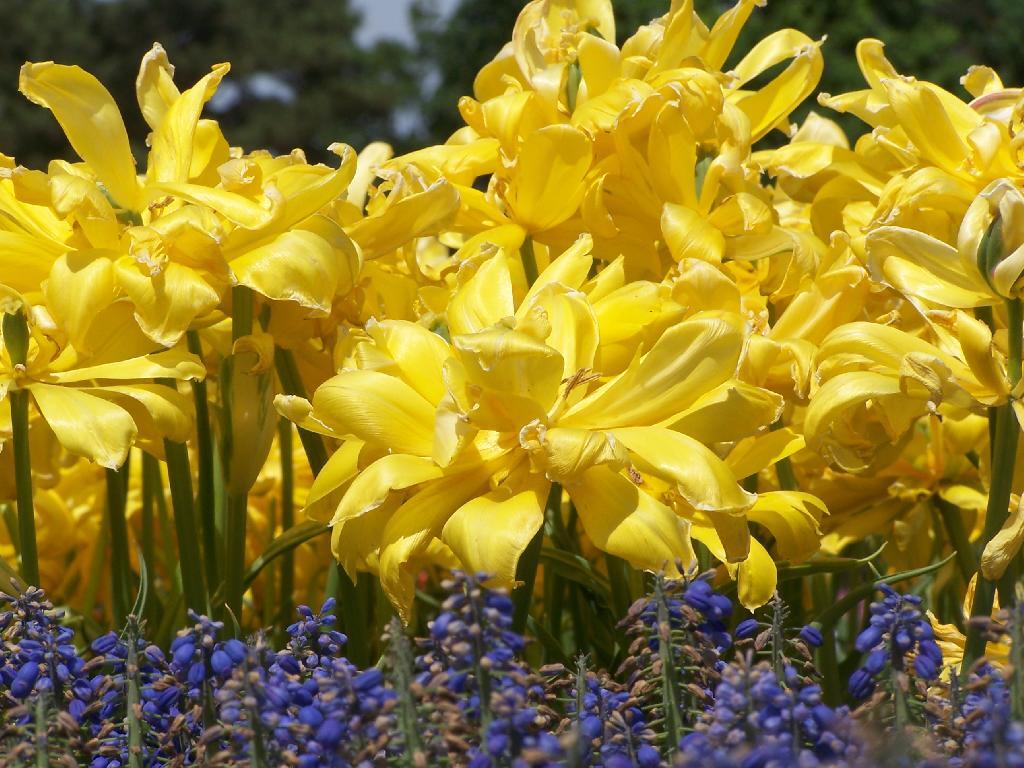 Photo: Blue and Yellow