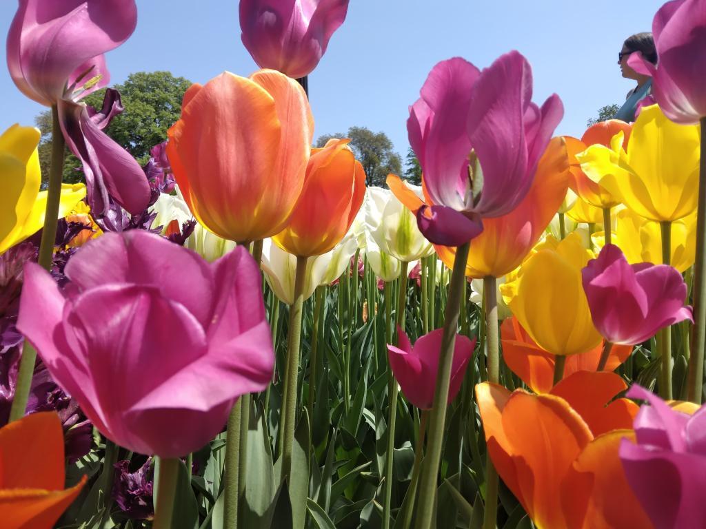 Photo: Tulips 🌷