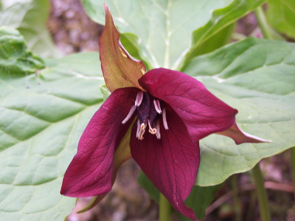 Photo: Red Lilly Photo: Red Lilly